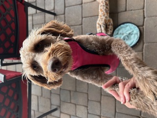 Pet Sitting 3