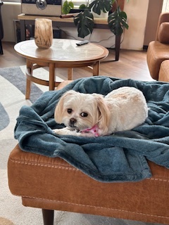 Pet Sitting 2
